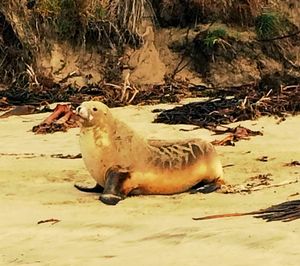 Sheep on sand at beach