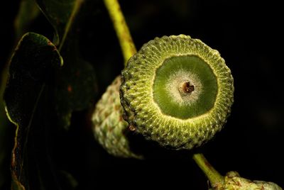 Close-up of fruit on plant against black background