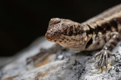 Close-up of lizard on rock