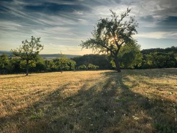 Scenic view of field against sky