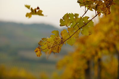 Close-up of maple leaves on tree during autumn