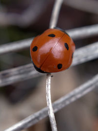 Close-up of ladybug on metal railing