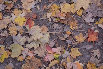Full frame shot of maple leaf