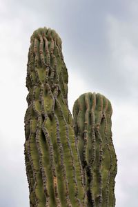 Close-up of prickly pear cactus in desert against sky