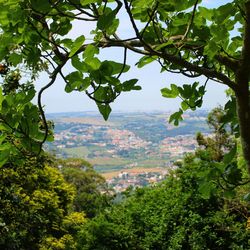 Trees on landscape against sky