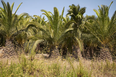 Palm trees on field against sky