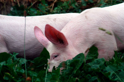 Two piglets on a green meadow on a pig farm