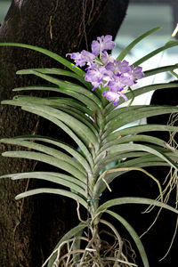 Close-up of purple flowering plants