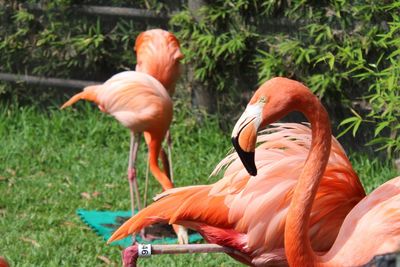 Flamingos on grassy field