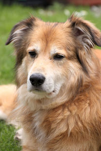 Close-up portrait of a dog