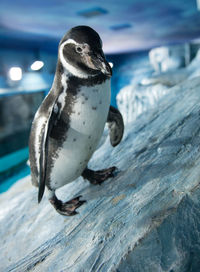 Close-up of penguin on rock at aquarium