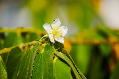 Tiny white flower of the muntingia plant