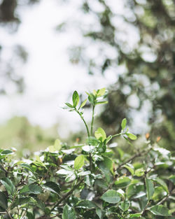 Close-up of small plant