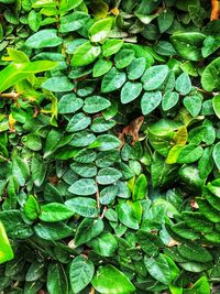 High angle view of insect on leaf