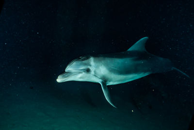 Fish swimming in sea