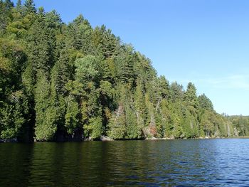 Scenic view of lake by trees against sky