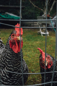 Portrait of two barred plymouth rock chickens on the farm looking at camera