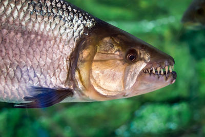 Close-up of fish swimming in sea