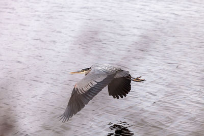 Close-up of eagle flying over lake