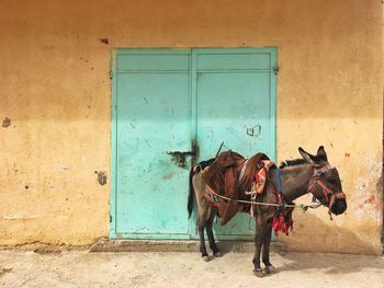 Horse standing against wall