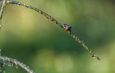 Close-up of damselfly on plant