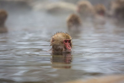 Monkey swimming in lake