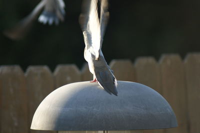 Close-up of bird