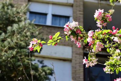 Low angle view of pink flowering plant against building