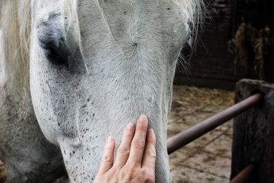 Close-up of hand holding animal pen