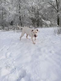 Portrait of white dog in snow