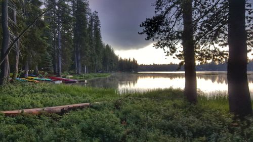 Scenic view of lake in forest