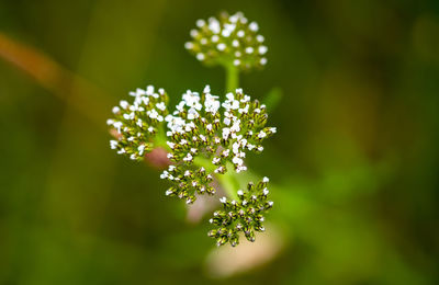 Close-up of white flowering plant