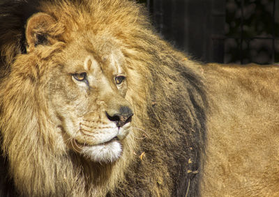 Close-up portrait of lion