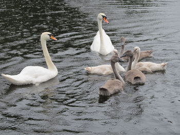 Swans swimming in lake