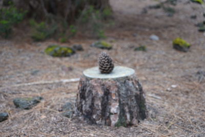 High angle view of animal on rock