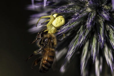 Close-up of insect on flower head