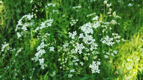 Close-up of white daisy flowers