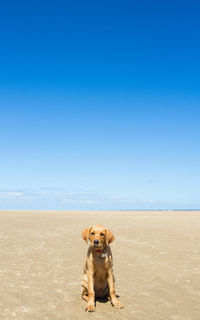 Portrait of dog on beach against clear blue sky