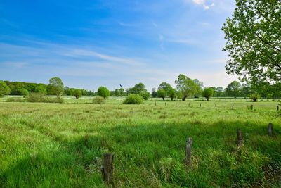 Scenic view of agricultural field against sky