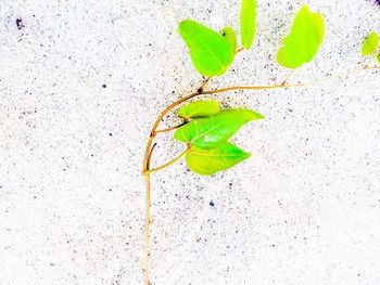 Close-up of green leaves