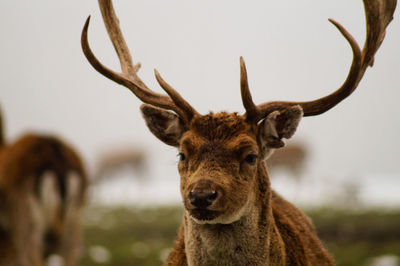 Close-up of deer against sky