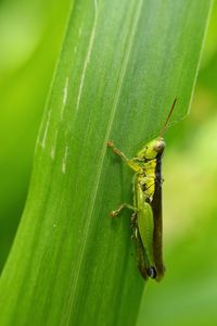 Close-up of insect on leaf