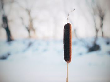 Close-up of cattail during winter