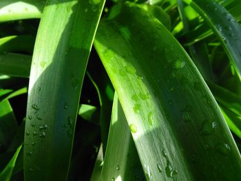 Close-up of wet plant