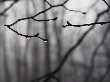 Close-up of water drops on twig