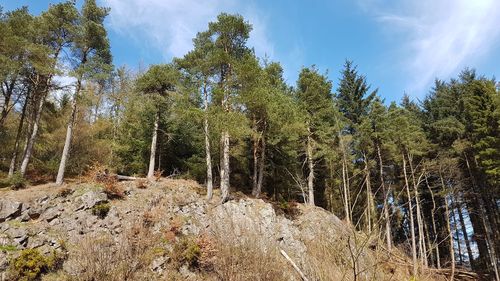 Trees in forest against sky