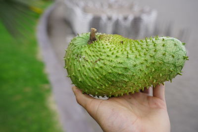 Cropped image of hand holding fruit