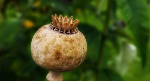 Close-up of fruit growing on plant