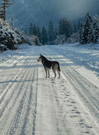 Dog on snow covered land