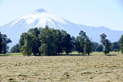 Trees on field against clear sky